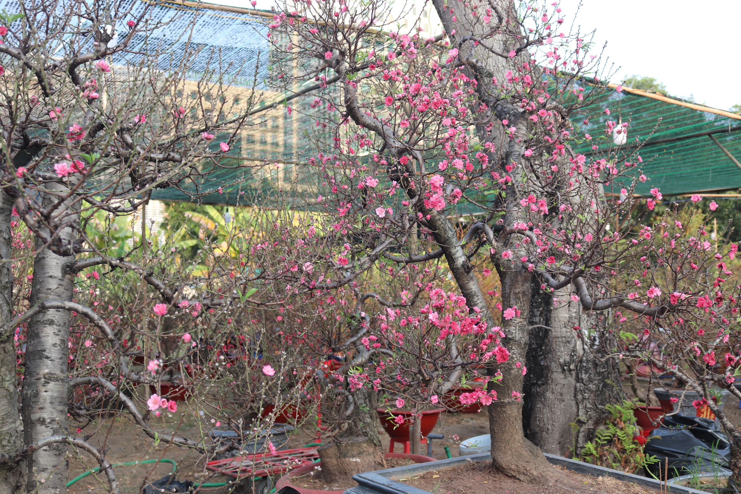 Chợ hoa Tết Phú Mỹ Hưng đã bán nhiều cây trăm triệu đồng- Ảnh 5.