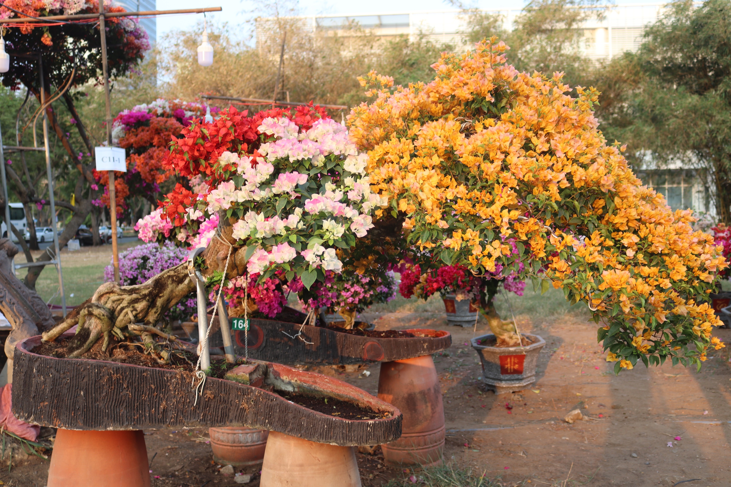 Chợ hoa Tết Phú Mỹ Hưng đã bán nhiều cây trăm triệu đồng- Ảnh 9.