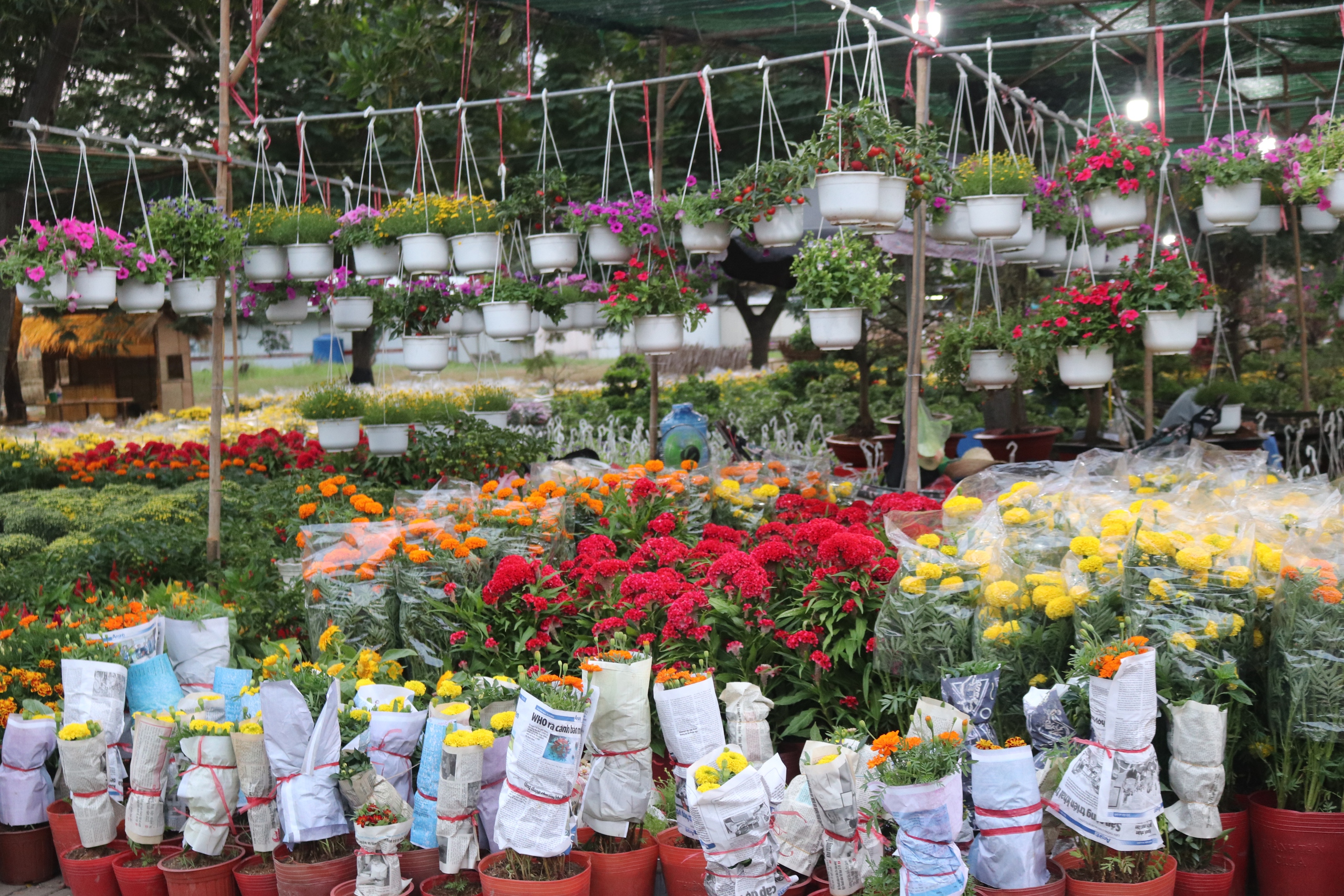 Chợ hoa Tết Phú Mỹ Hưng đã bán nhiều cây trăm triệu đồng- Ảnh 3.