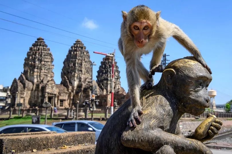 3.500 con khỉ 'điên cuồng xâm chiếm' thành phố khiến người dân kinh hoàng bỏ chạy - Ảnh 1.