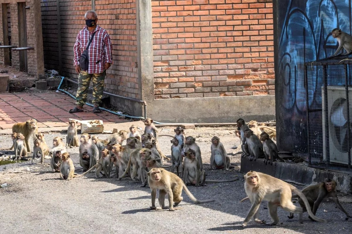 3.500 con khỉ 'điên cuồng xâm chiếm' thành phố khiến người dân kinh hoàng bỏ chạy - Ảnh 2.