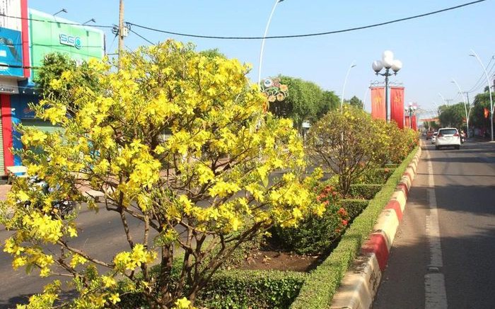 Sau 7 năm trời kiên trì trồng, con đường hoa mai Tết đẹp như phim ở Bà Rịa-Vũng Tàu 