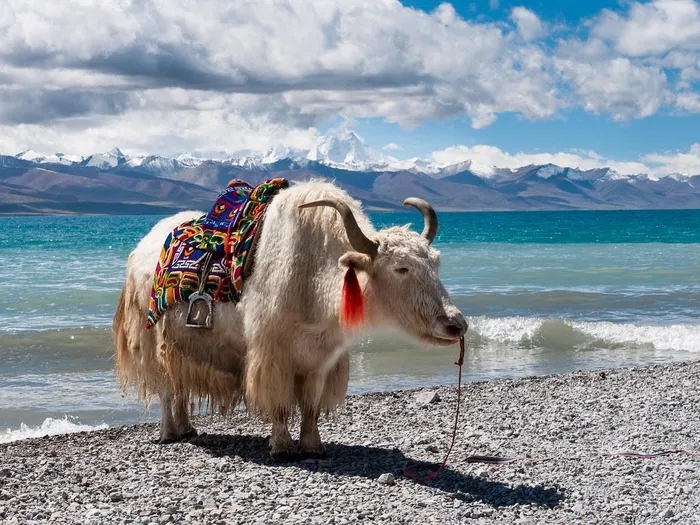 Được coi là "báu vật" của Tây Tạng, con vật này có thể chịu lạnh tới âm 40 độ C, nặng tới 1.000 kg- Ảnh 11.