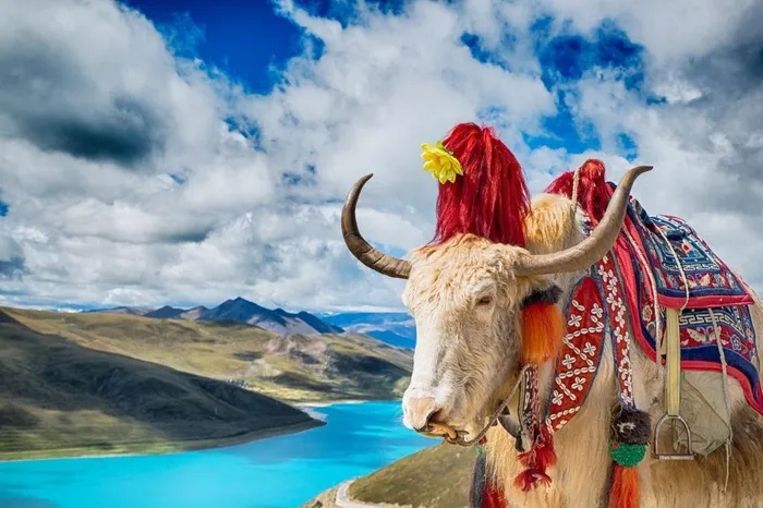Được coi là "báu vật" của Tây Tạng, con vật này có thể chịu lạnh tới âm 40 độ C, nặng tới 1.000 kg- Ảnh 2.