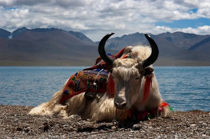 Được coi là "báu vật" của Tây Tạng, con vật này có thể chịu lạnh tới âm 40 độ C, nặng tới 1.000 kg- Ảnh 3.