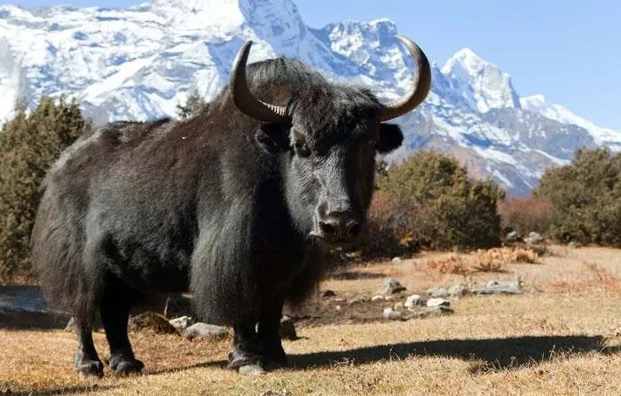 Được coi là "báu vật" của Tây Tạng, con vật này có thể chịu lạnh tới âm 40 độ C, nặng tới 1.000 kg- Ảnh 5.