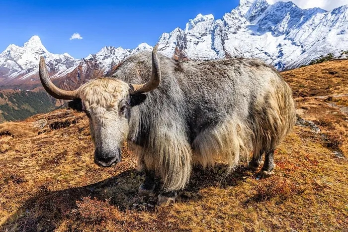 Được coi là "báu vật" của Tây Tạng, con vật này có thể chịu lạnh tới âm 40 độ C, nặng tới 1.000 kg- Ảnh 6.