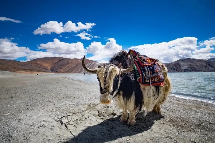 Được coi là "báu vật" của Tây Tạng, con vật này có thể chịu lạnh tới âm 40 độ C, nặng tới 1.000 kg- Ảnh 7.