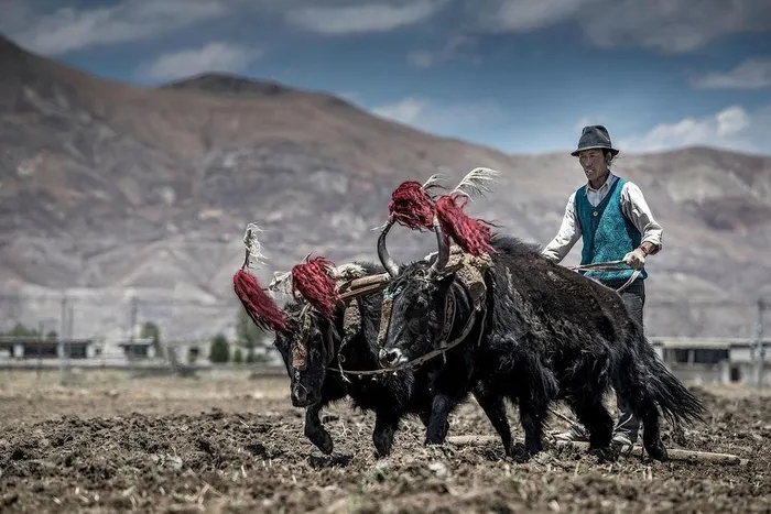 Được coi là "báu vật" của Tây Tạng, con vật này có thể chịu lạnh tới âm 40 độ C, nặng tới 1.000 kg- Ảnh 8.