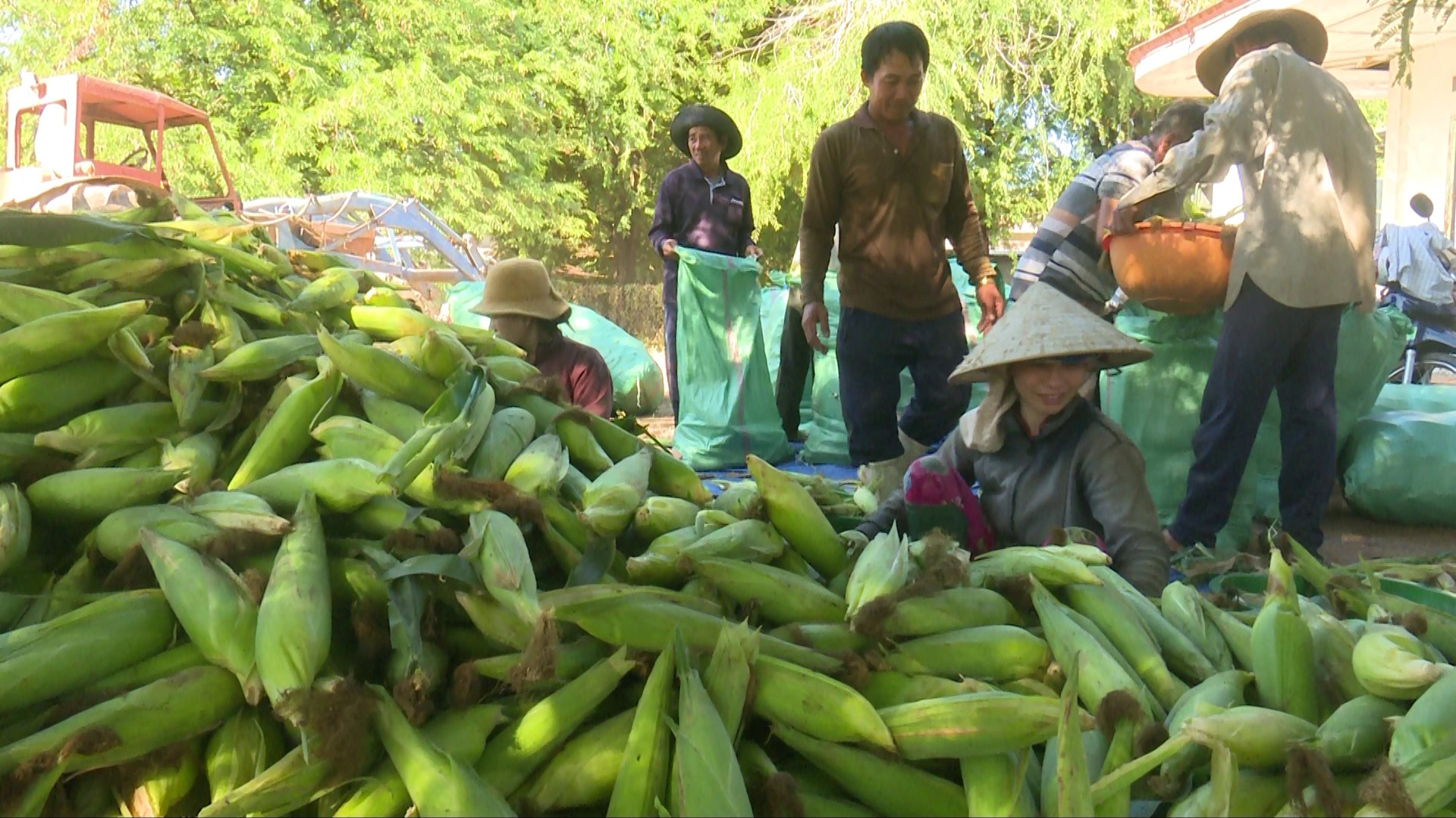 Trồng bắp nếp kiểu gì mà nông dân ở một xã của Bình Thuận nói lãi hơn xạ lúa gấp 2-3 lần?- Ảnh 2.