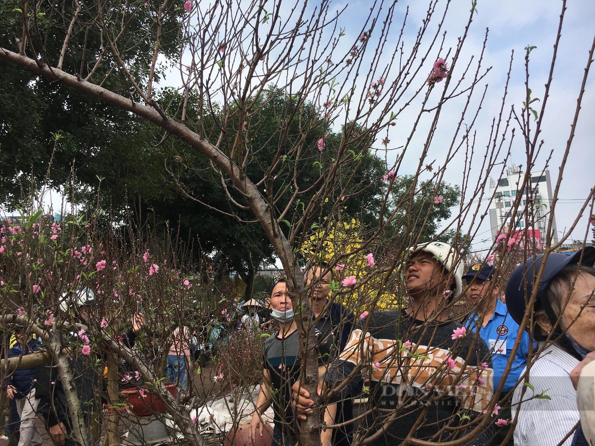 Hoa đào, hoa mai vàng nở sớm, các tiểu thương ở chợ hoa xuân Nam Định đứng ngồi không yên- Ảnh 3.