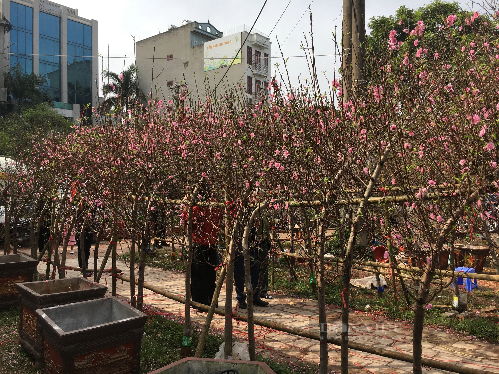 Hoa đào, hoa mai vàng nở sớm, các tiểu thương ở chợ hoa xuân Nam Định đứng ngồi không yên- Ảnh 6.