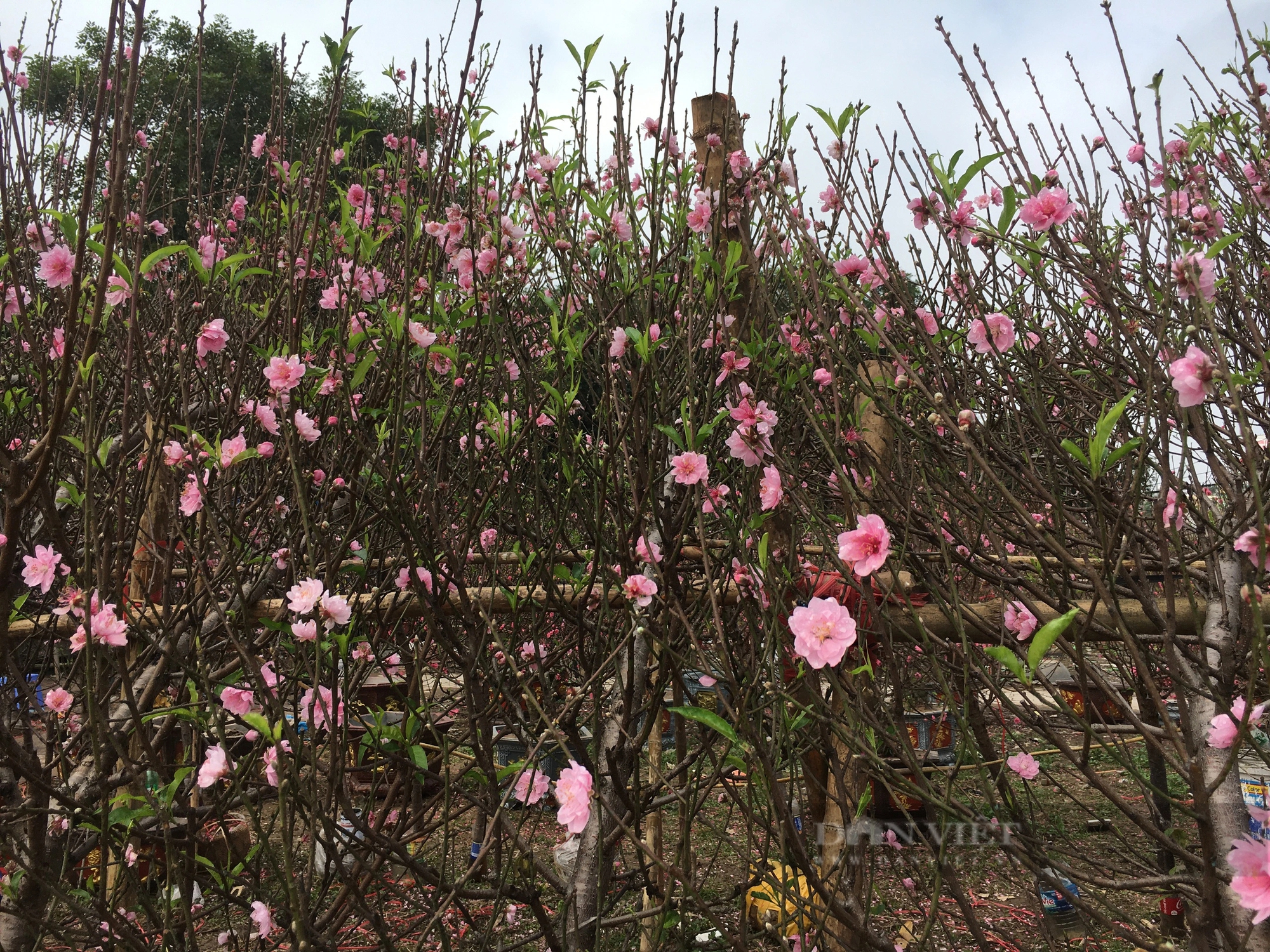 Hoa đào, hoa mai vàng nở sớm, các tiểu thương ở chợ hoa xuân Nam Định đứng ngồi không yên- Ảnh 7.