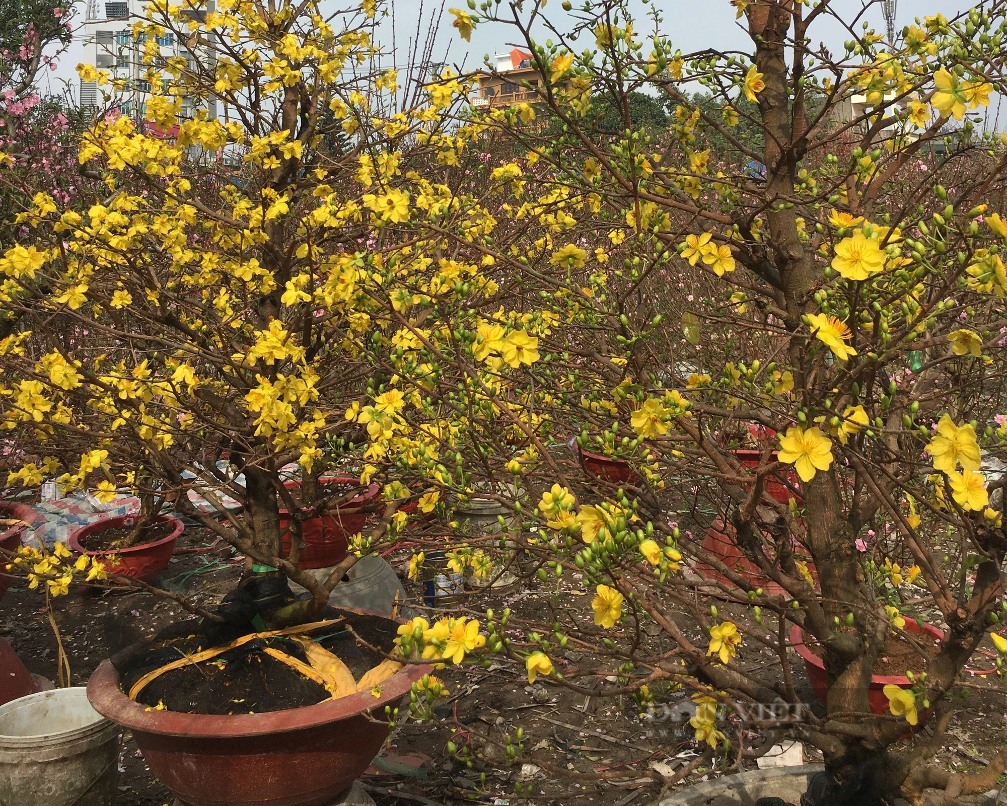 Hoa đào, hoa mai vàng nở sớm, các tiểu thương ở chợ hoa xuân Nam Định đứng ngồi không yên- Ảnh 8.