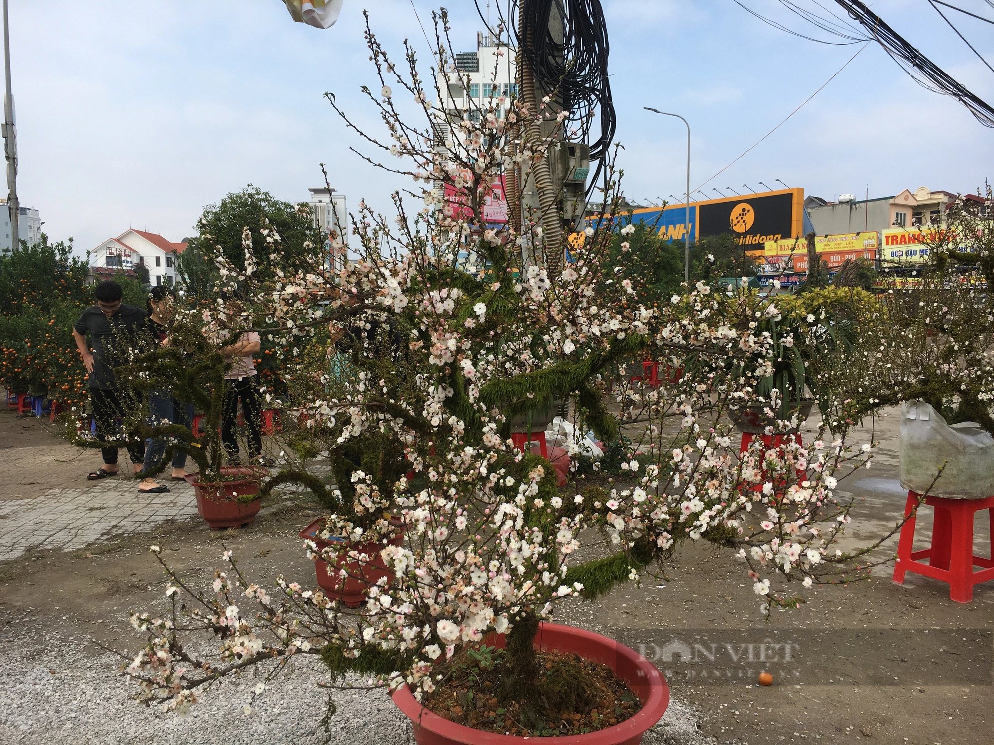 Hoa đào, hoa mai vàng nở sớm, các tiểu thương ở chợ hoa xuân Nam Định đứng ngồi không yên- Ảnh 9.