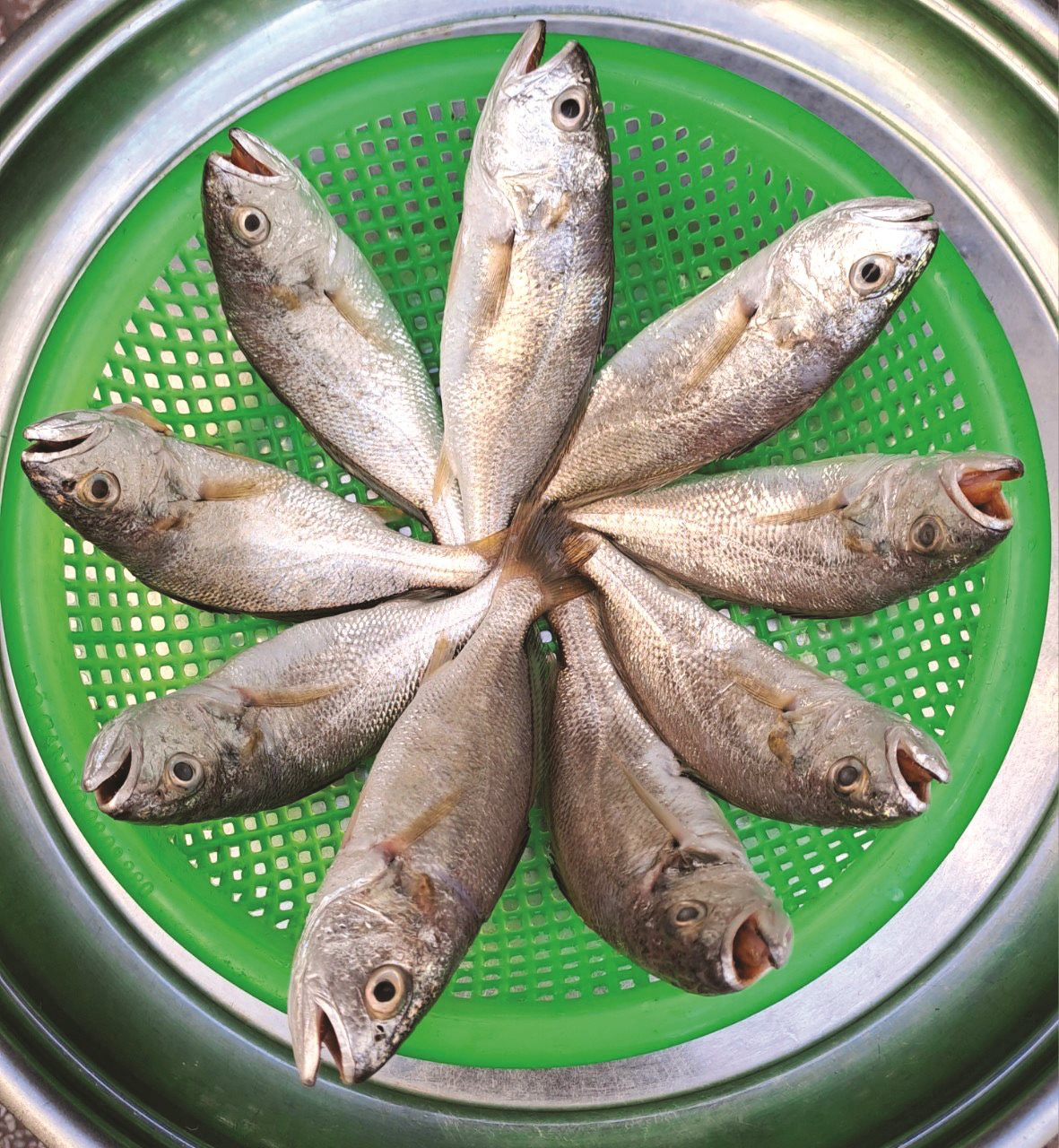 Cá ướp giấy ở Bình Thuận là thứ khô cá gì mà hễ tết đến nhâm nhi một miếng thấy lạ miệng?- Ảnh 2.