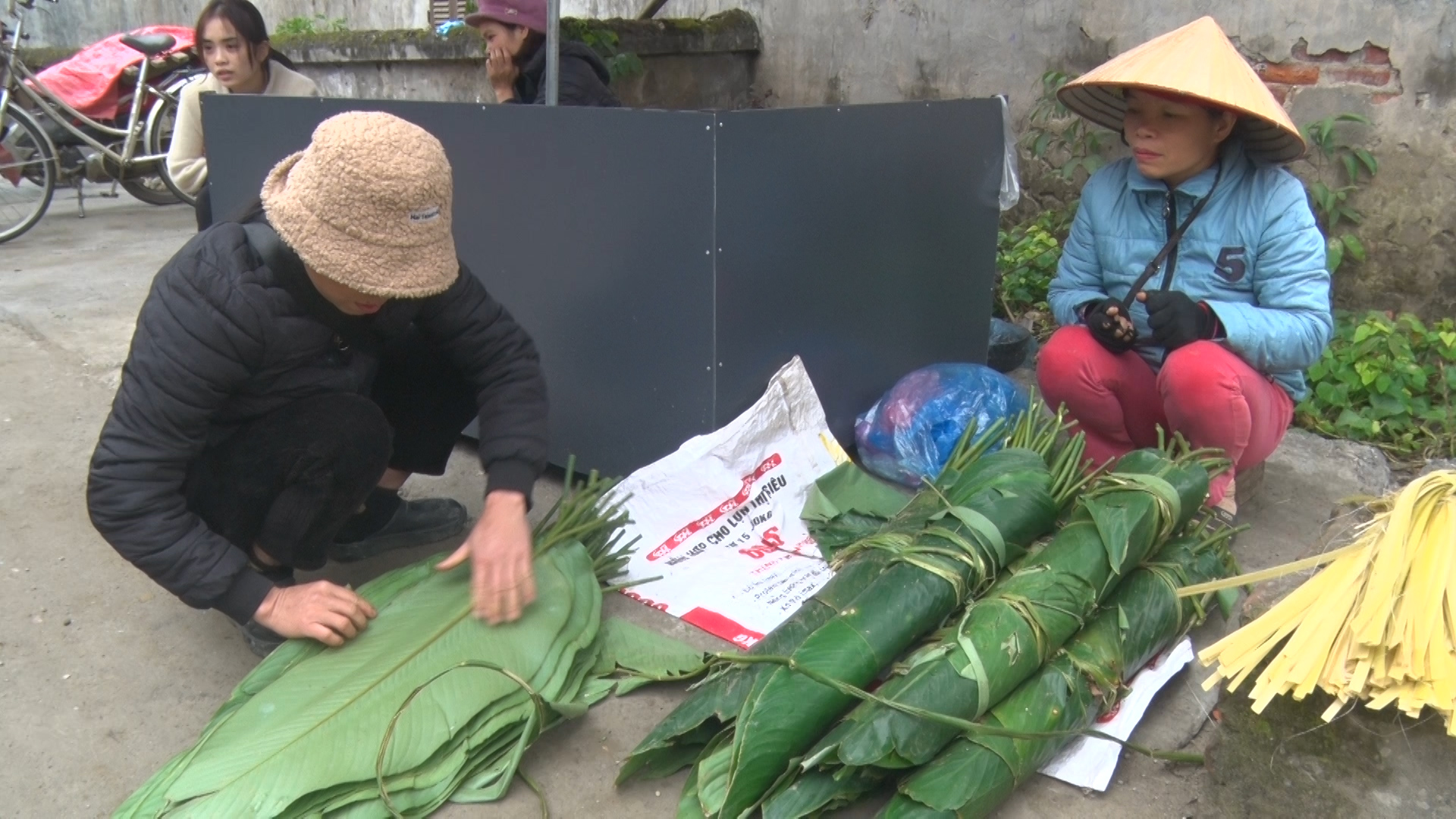 Đây là cây ra lá to như cái quạt mo, trồng ở Hà Giang, chả phải chăm sóc, cắt bán quanh năm- Ảnh 3.