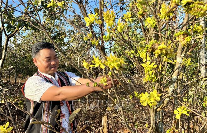 Làng trồng mai vàng ở Gia Lai, người Jrai trồng xen canh cây mai rừng với cà phê, hóa ra lại hay- Ảnh 1.
