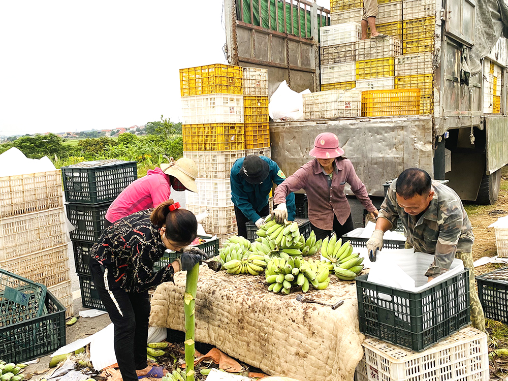 "Thủ phủ" trồng chuối tết ở Phú Thọ tất bật cắt buồng, chọn nải đẹp bán làm ngũ quả Tết Nguyên đán 2024- Ảnh 3.