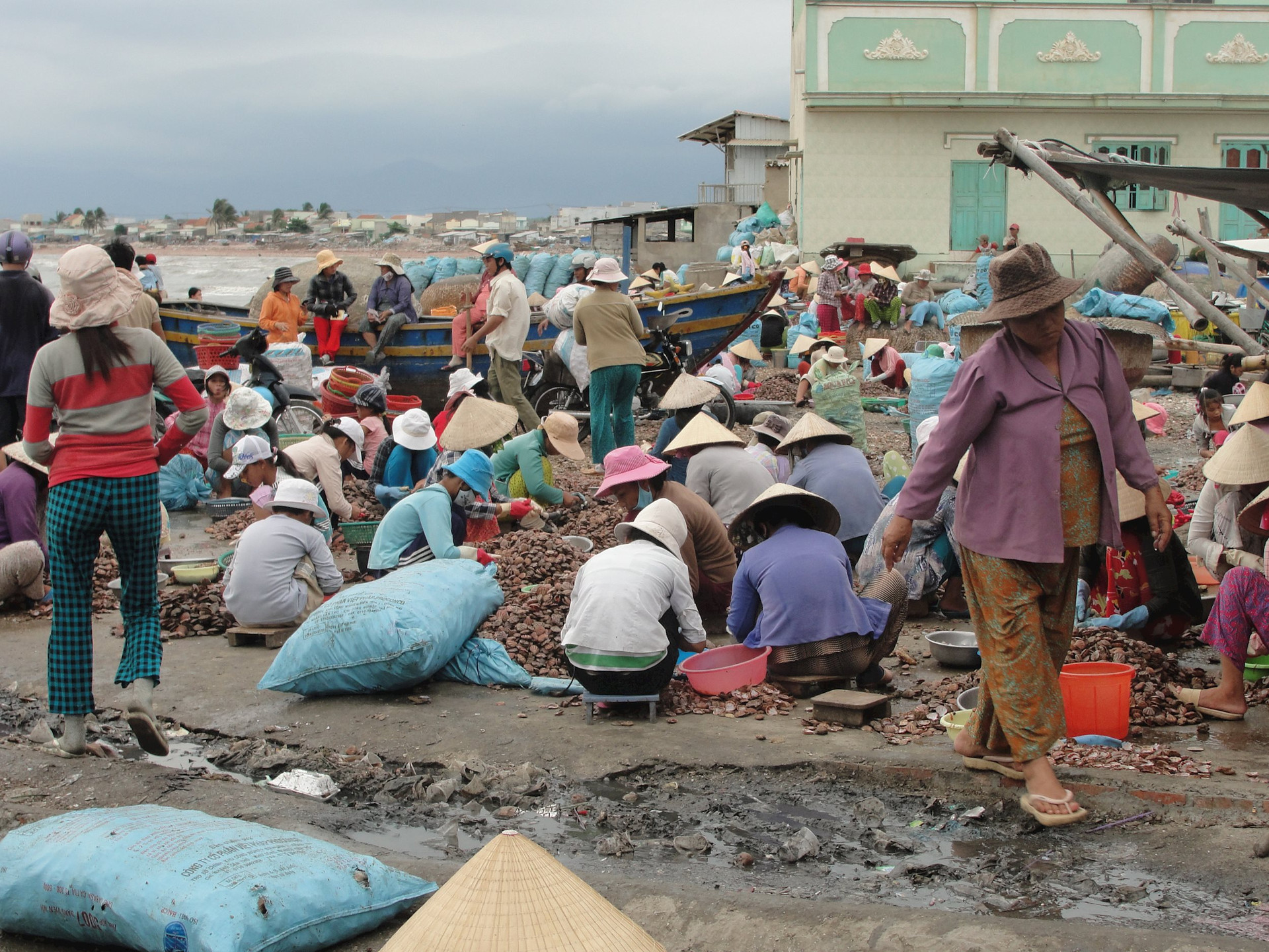 Ở bãi biển này của Bình Thuận giáp tết tấp nập người chỉ để mua bán một loài hải sản, ngon nhất là thứ này- Ảnh 2.
