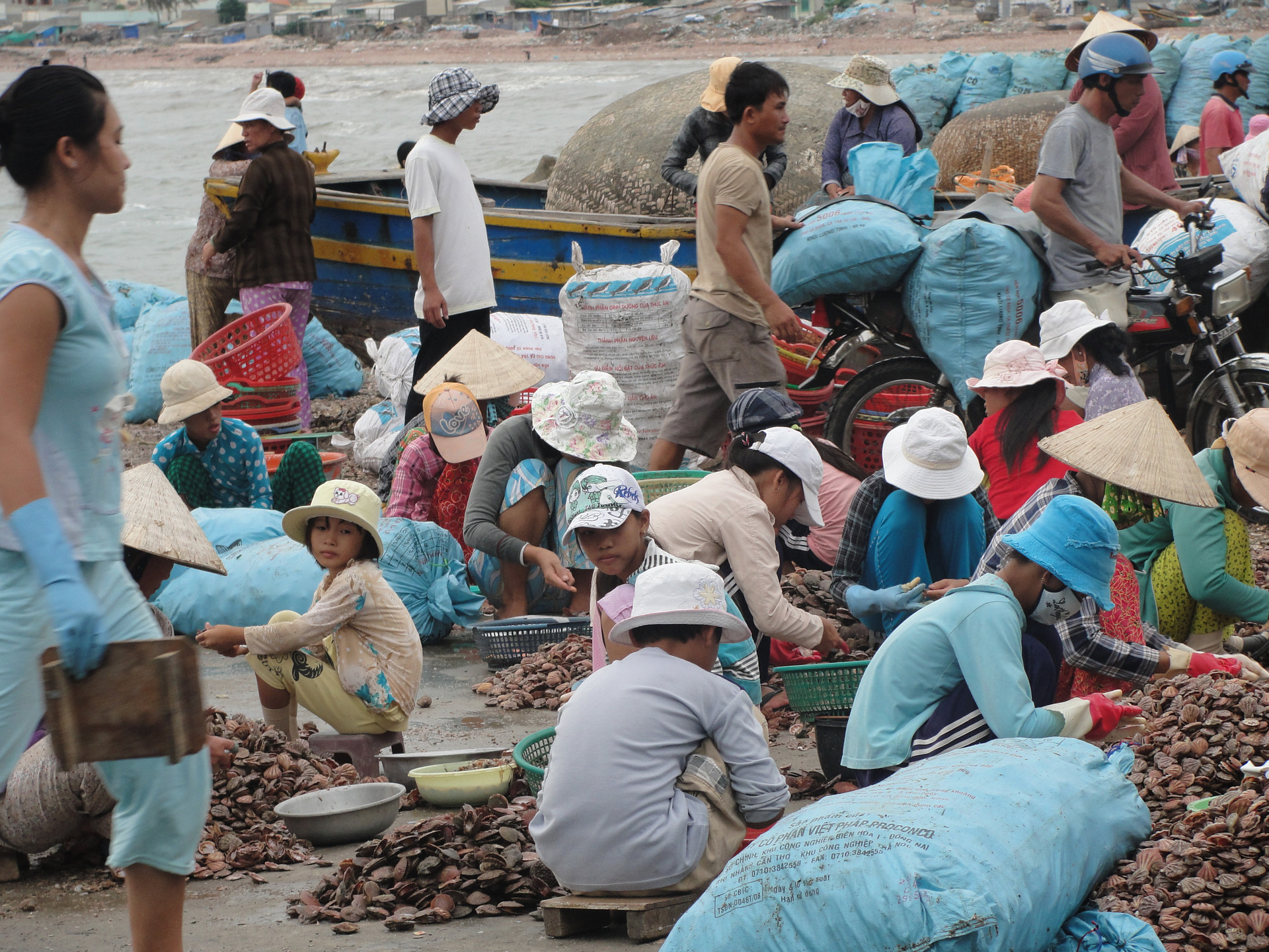 Ở bãi biển này của Bình Thuận giáp tết tấp nập người chỉ để mua bán một loài hải sản, ngon nhất là thứ này- Ảnh 8.