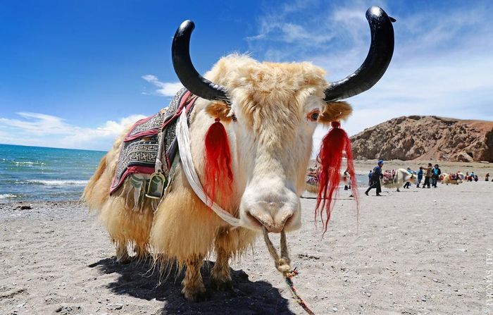 Được coi là "báu vật" của Tây Tạng, con vật này có thể chịu lạnh tới âm 40 độ C, nặng tới 1.000 kg- Ảnh 1.