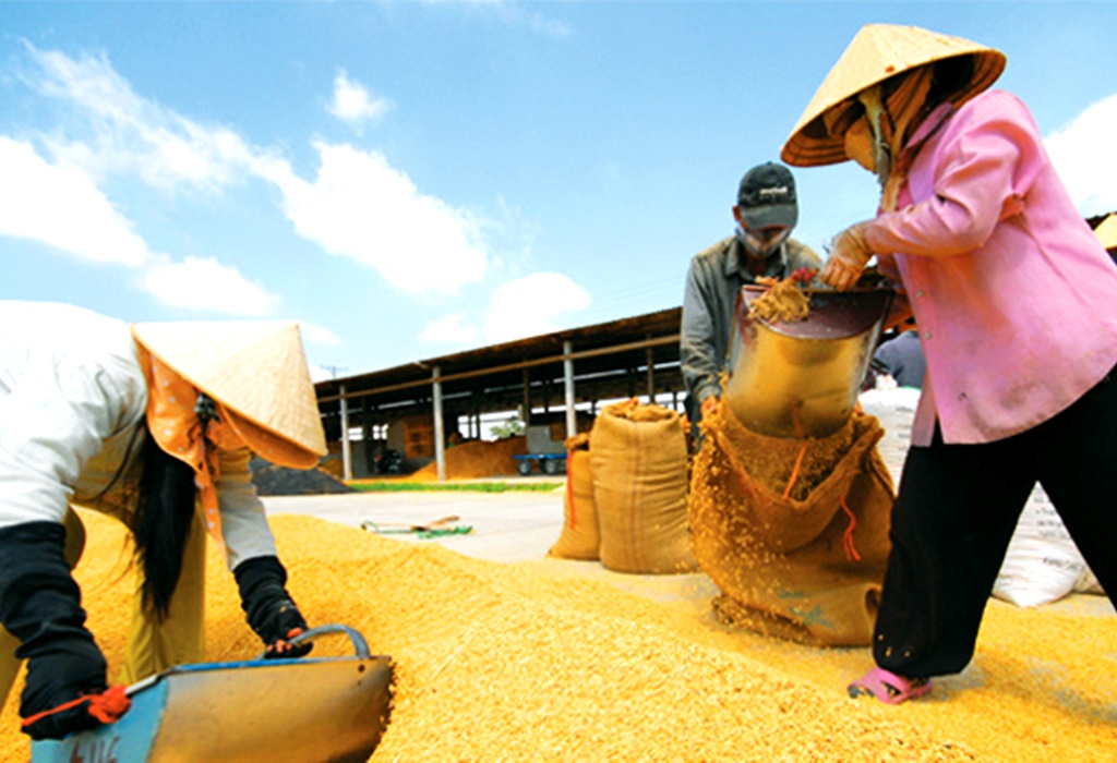 Trong cơn sốt tăng giá gạo, "soi" các ông lớn ngành gạo: Lợi nhuận phân hoá mạnh- Ảnh 1.