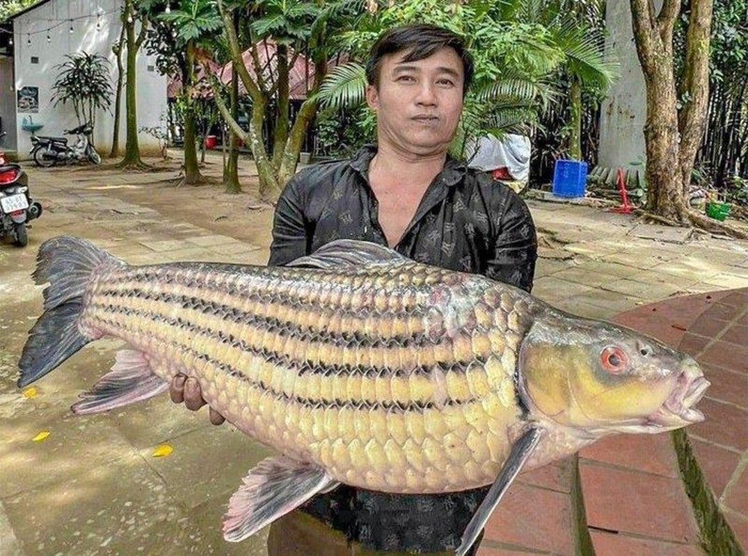 "Quái ngư" cá cờ 200kg và loạt quái ngư khủng sa lưới ngư dân Việt năm 2023- Ảnh 3.