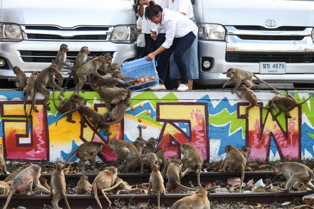 Thành phố du lịch nổi tiếng bị 3.500 con khỉ 'xâm chiếm'- Ảnh 1.