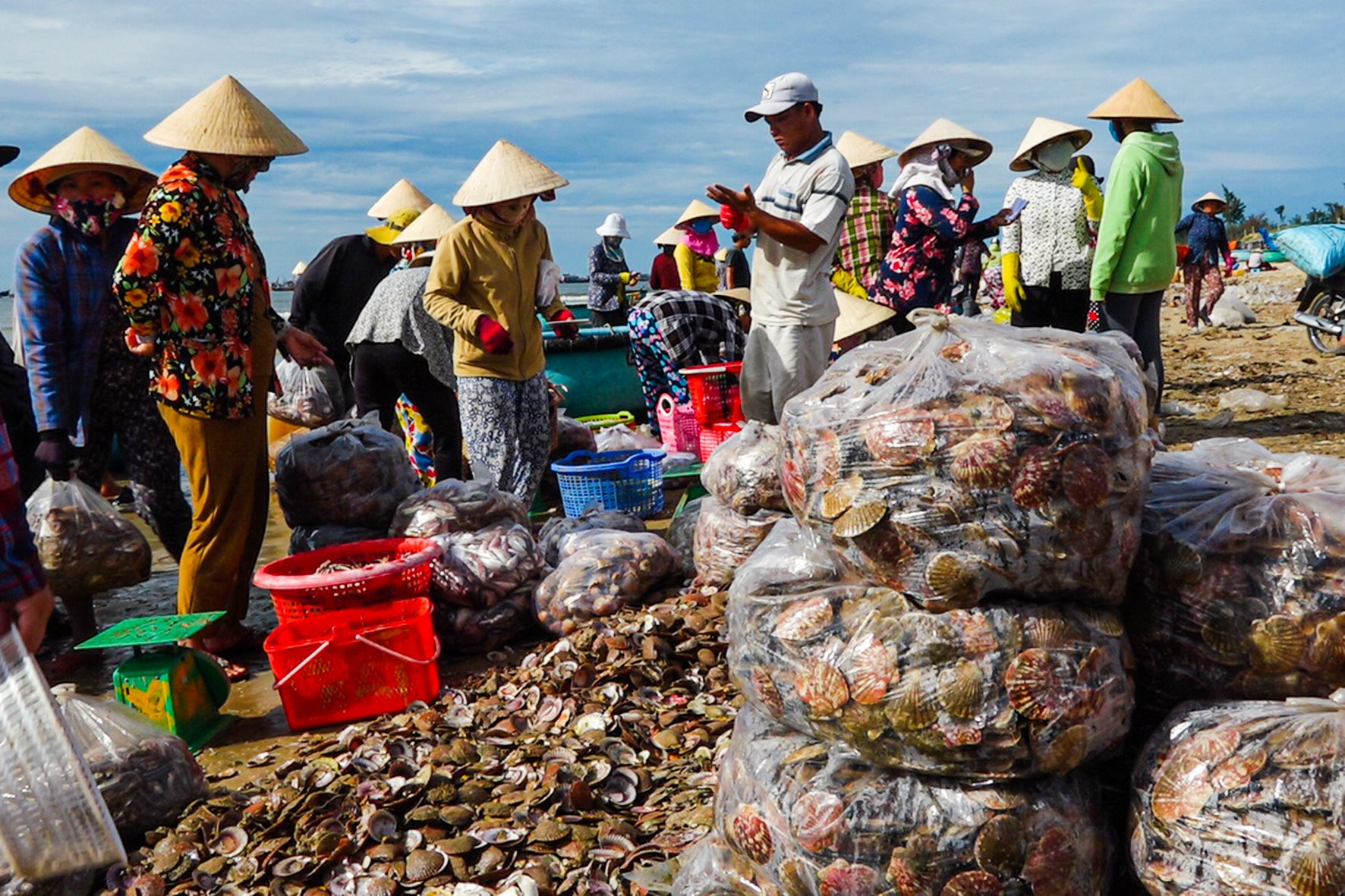 Ở bãi biển này của Bình Thuận giáp tết tấp nập người chỉ để mua bán một loài hải sản, ngon nhất là thứ này- Ảnh 4.