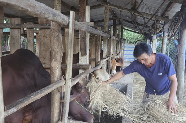 Trồng nấm, nuôi bò từ vốn ưu đãi Ngân hàng Chính sách xã hội, nông dân Quảng Nam nhanh khá giả- Ảnh 1.