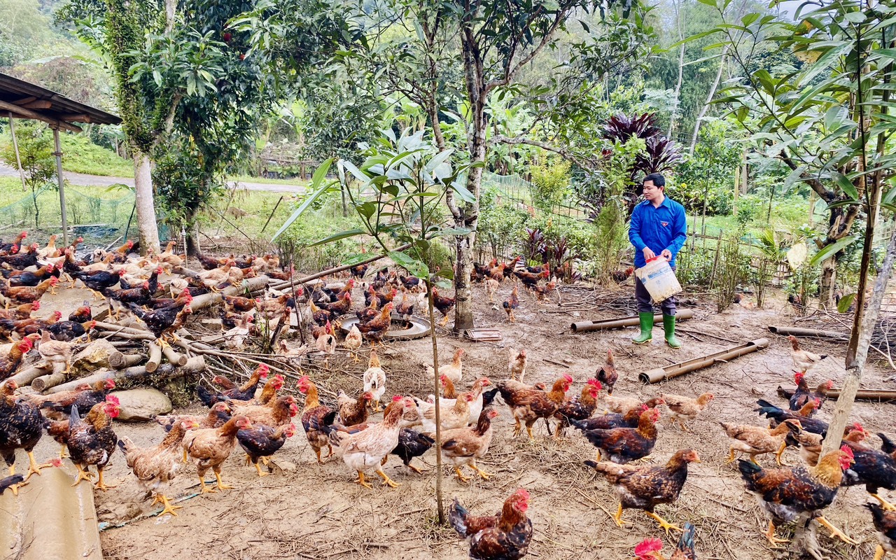 Anh nông dân Hà Giang nuôi gà thả rừng, trồng quế kiểu gì mà gà đẹp, vỏ quế đã cay còn thơm hơn?