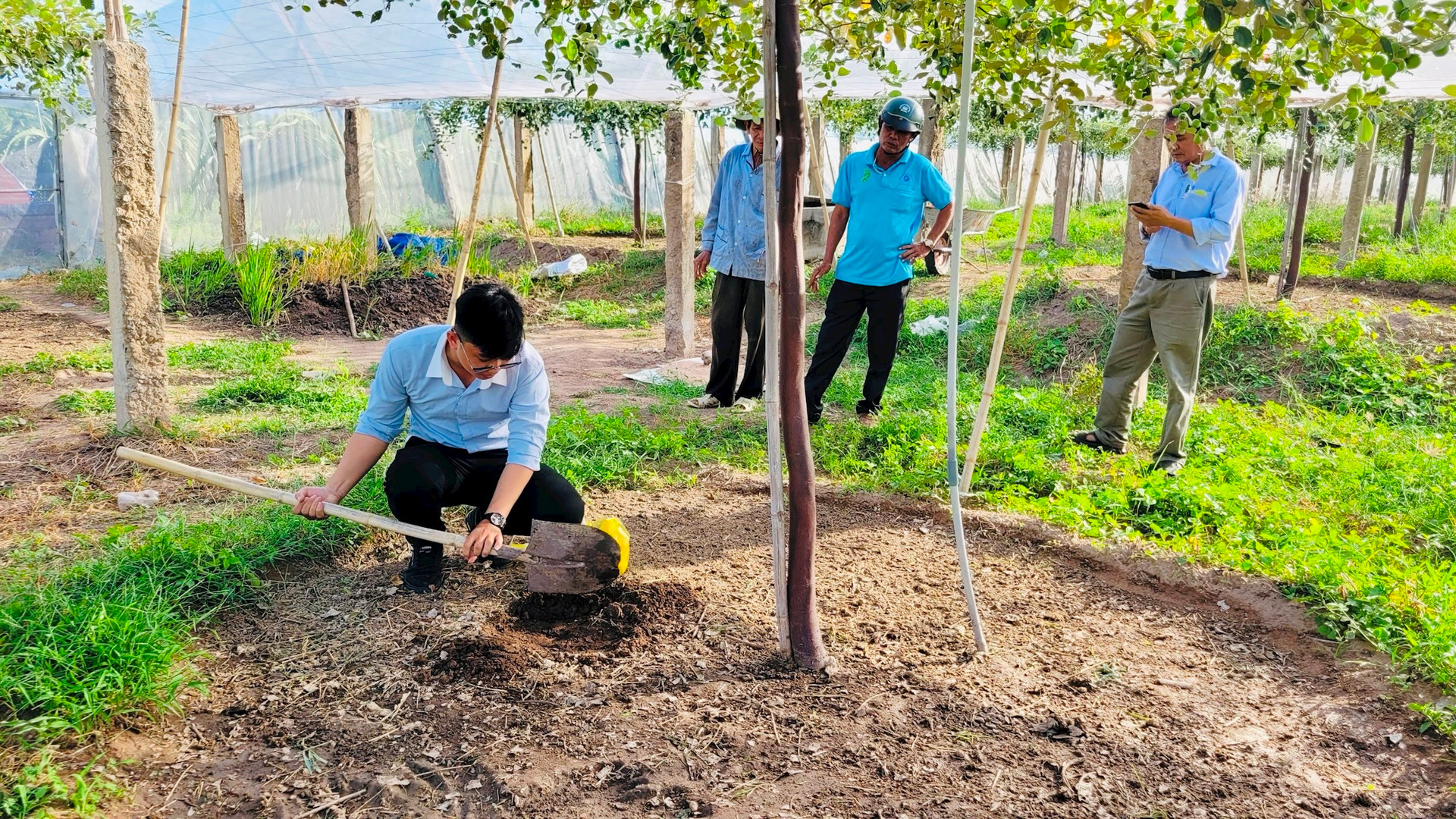 Vườn táo đẹp treo đầy quả ngon ở Bình Thuận, nông dân có thu 340 triệu/ha- Ảnh 3.