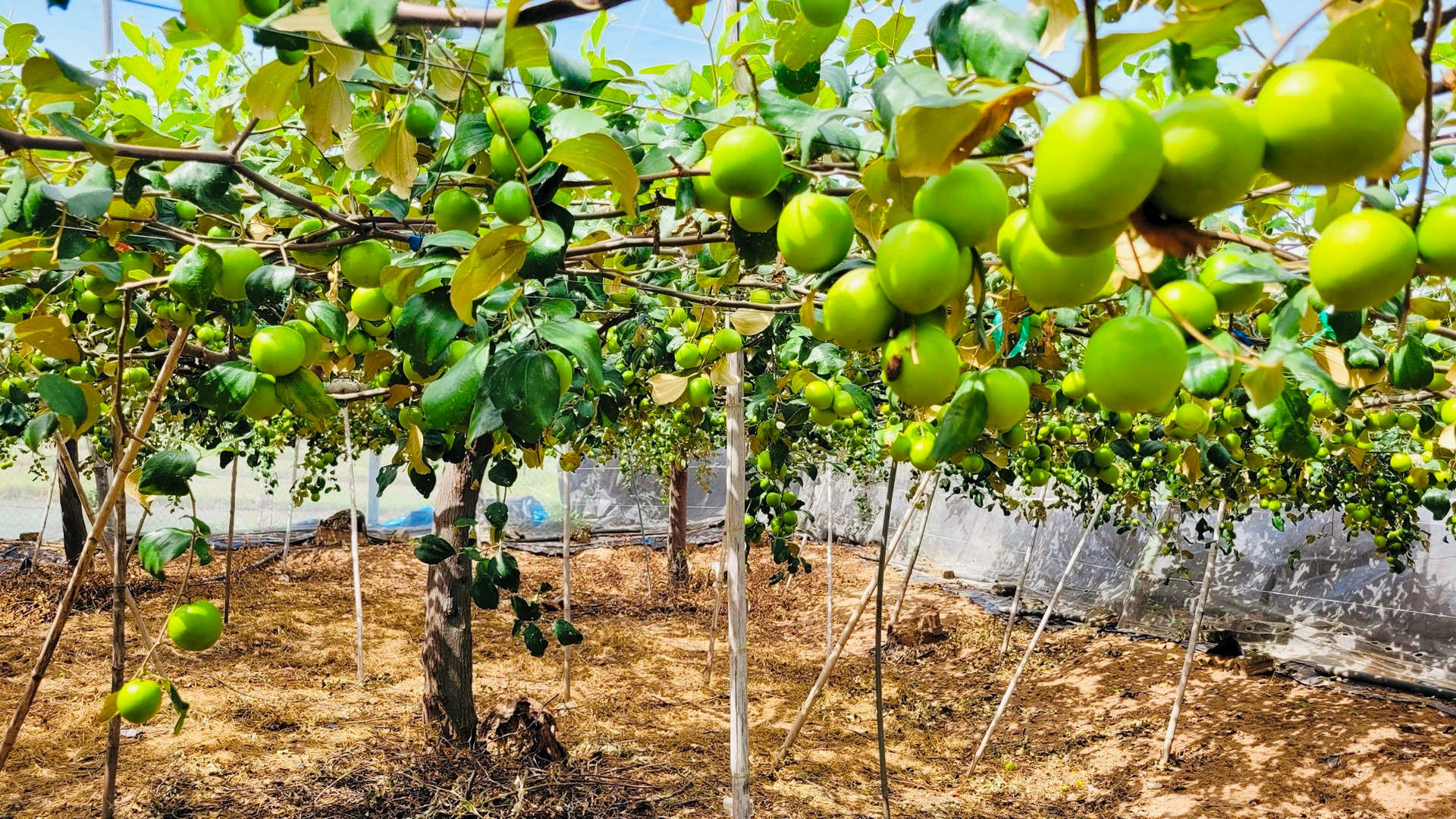 Vườn táo đẹp treo đầy quả ngon ở Bình Thuận, nông dân có thu 340 triệu/ha- Ảnh 1.