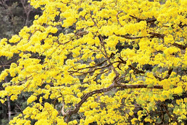 Một vùng rừng núi sát biển Ninh Thuận, Bình Thuận nổi tiếng từ thời nhà Trần với loài mai vàng đẹp mê mẩn- Ảnh 2.