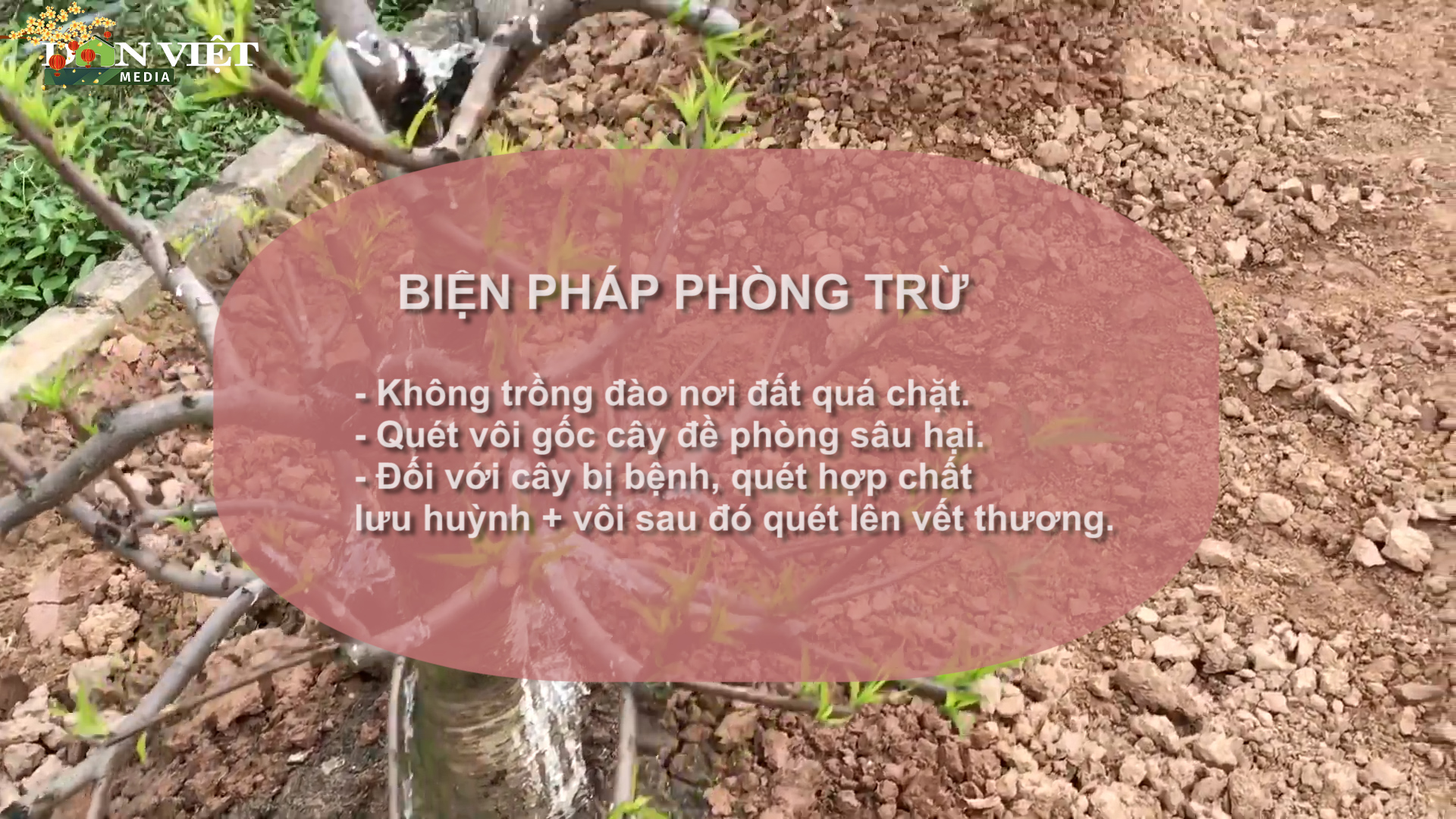 SỔ TAY NHÀ NÔNG: Một số bệnh thường gặp ở cây hoa đào và cách xử lý- Ảnh 2.