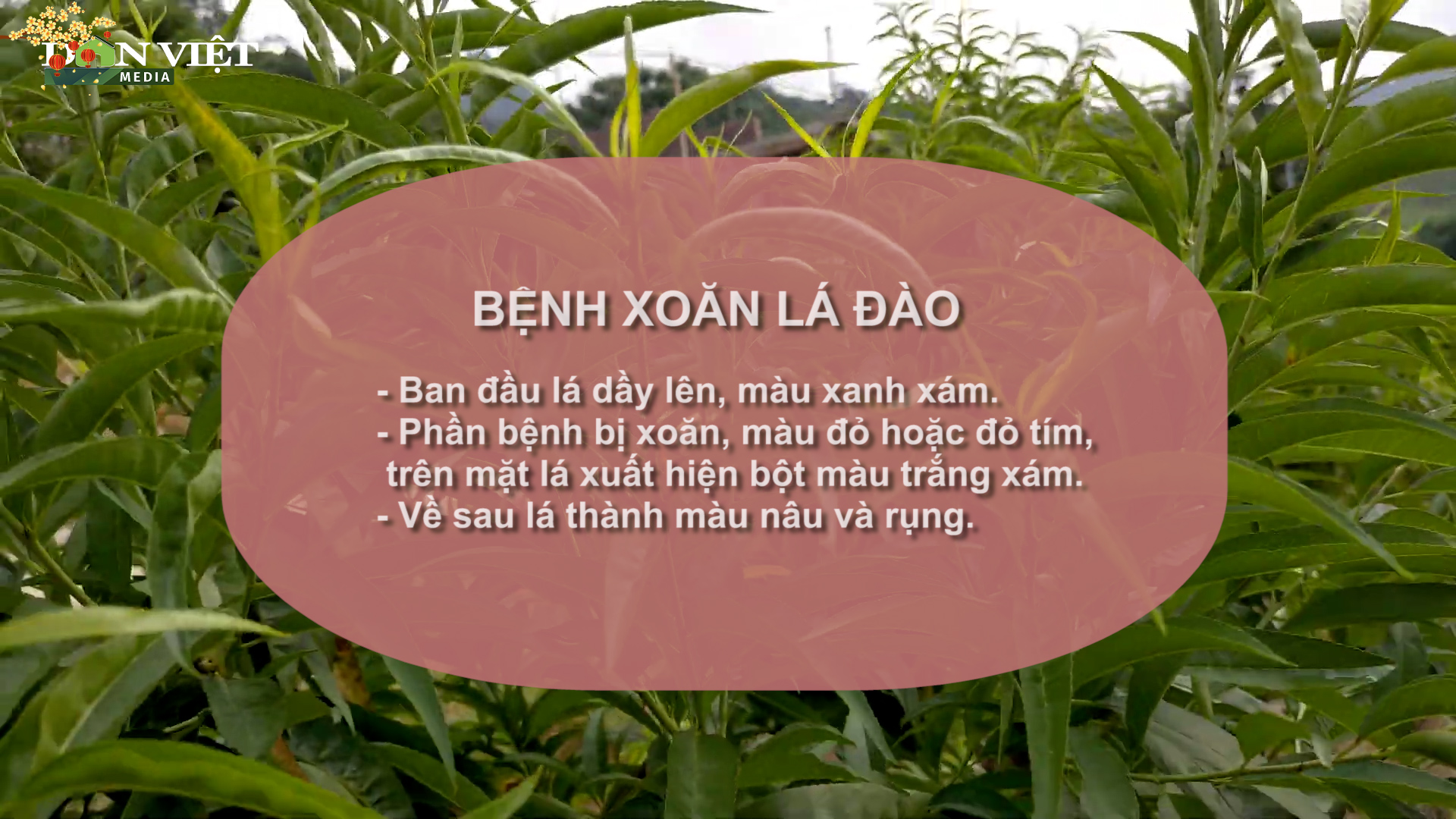 SỔ TAY NHÀ NÔNG: Một số bệnh thường gặp ở cây hoa đào và cách xử lý- Ảnh 3.