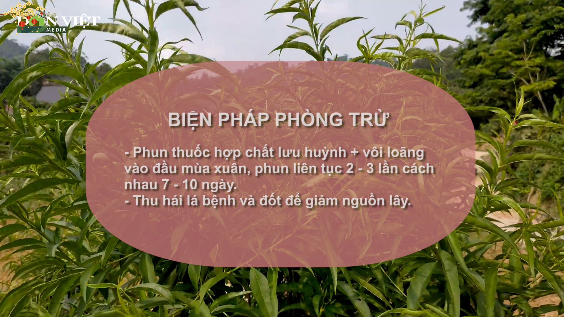 SỔ TAY NHÀ NÔNG: Một số bệnh thường gặp ở cây hoa đào và cách xử lý- Ảnh 4.