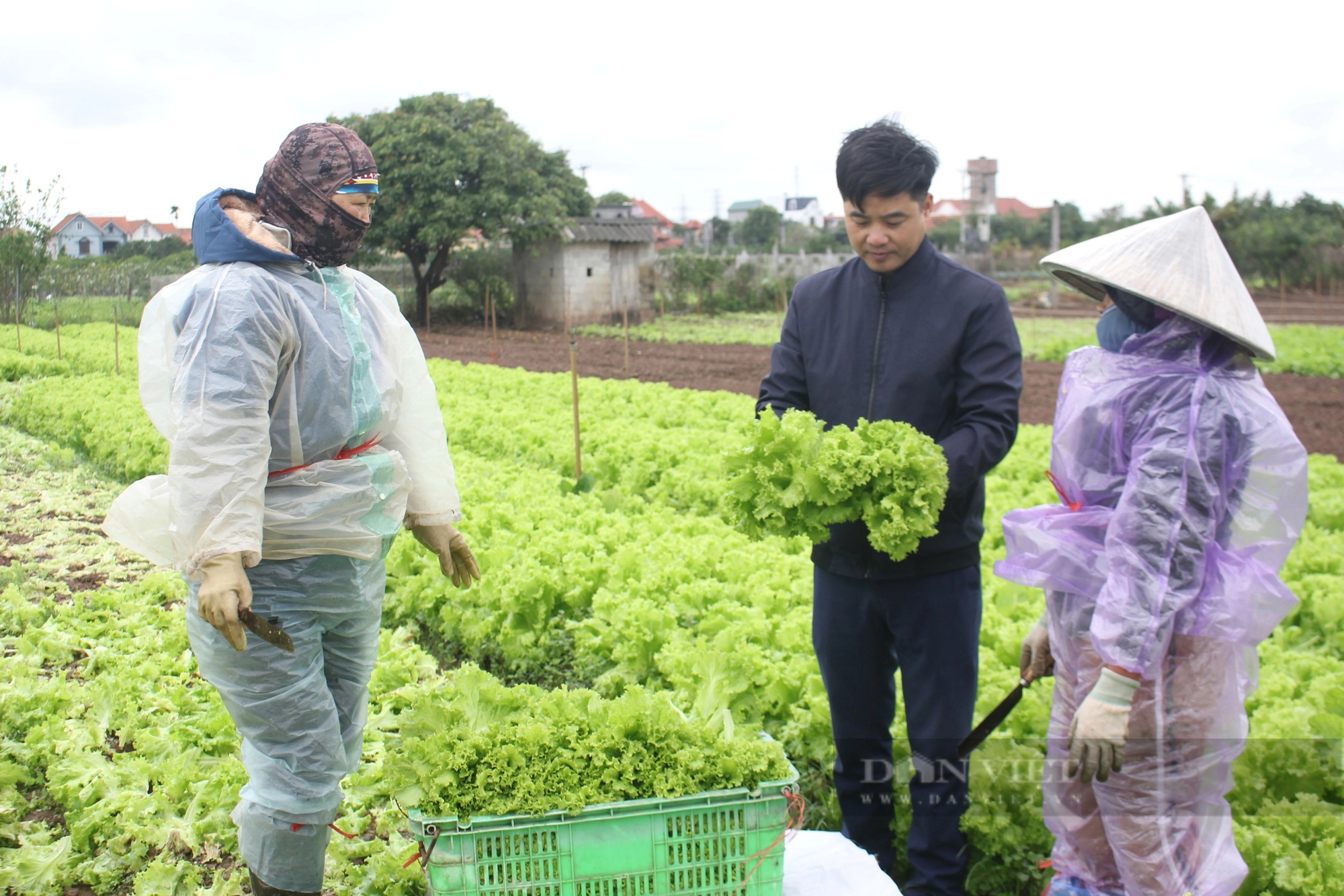 Hưng Yên: Một HTX trồng rau VietGAP lãi 100 triệu đồng/ha, cung ứng 15-20 tấn rau/ngày dịp Tết Giáp Thìn- Ảnh 1.
