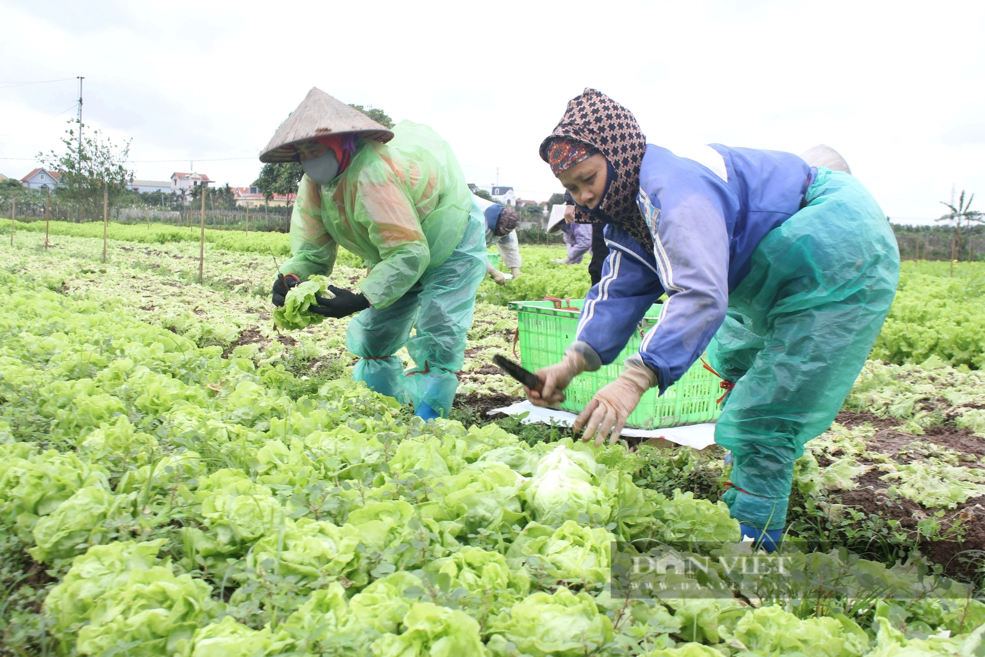 Hưng Yên: Một HTX trồng rau VietGAP lãi 100 triệu đồng/ha, cung ứng 15-20 tấn rau/ngày dịp Tết Giáp Thìn- Ảnh 2.