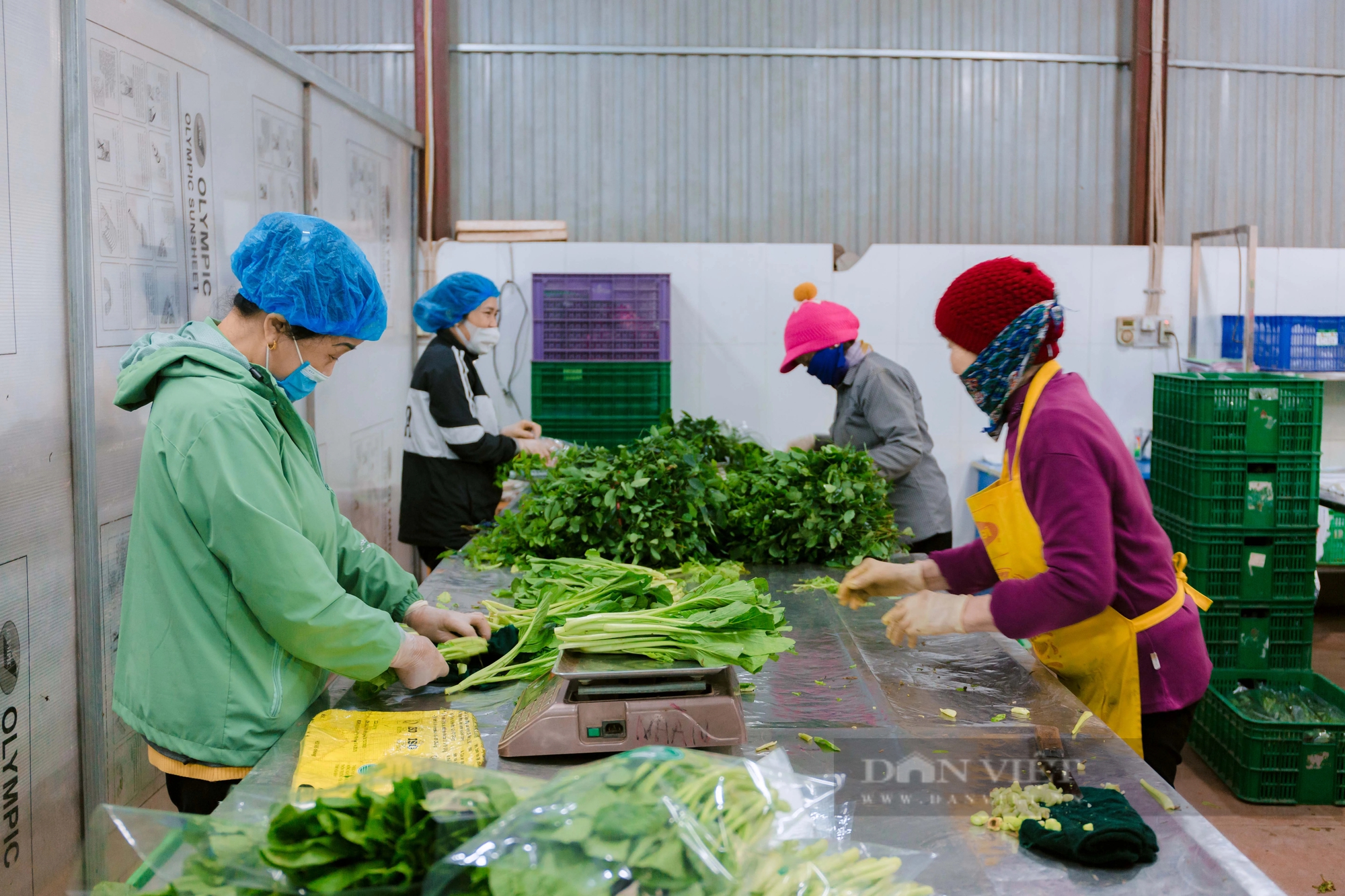 Hưng Yên: Một HTX trồng rau VietGAP lãi 100 triệu đồng/ha, cung ứng 15-20 tấn rau/ngày dịp Tết Giáp Thìn- Ảnh 4.