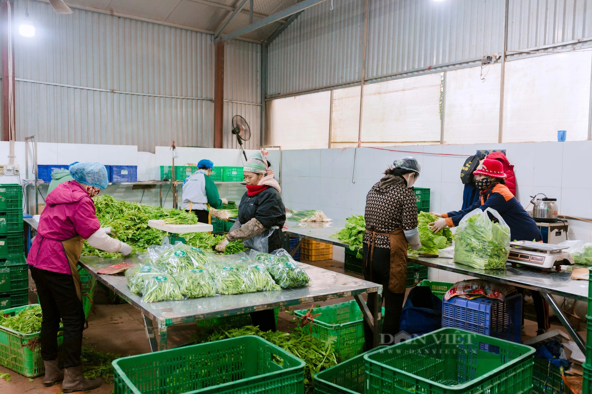 Hưng Yên: Một HTX trồng rau VietGAP lãi 100 triệu đồng/ha, cung ứng 15-20 tấn rau/ngày dịp Tết Giáp Thìn- Ảnh 6.
