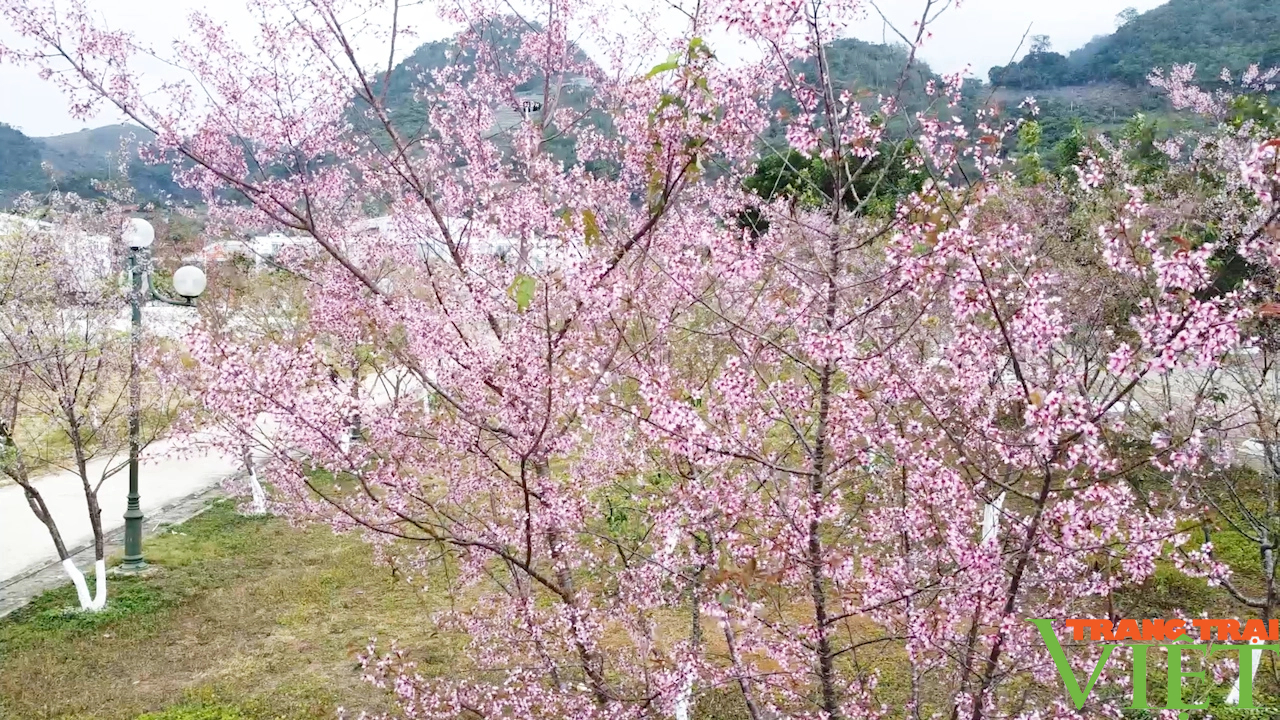 Ngắm hoa anh đào trên cao nguyên Mộc Châu ngày Tết- Ảnh 2.