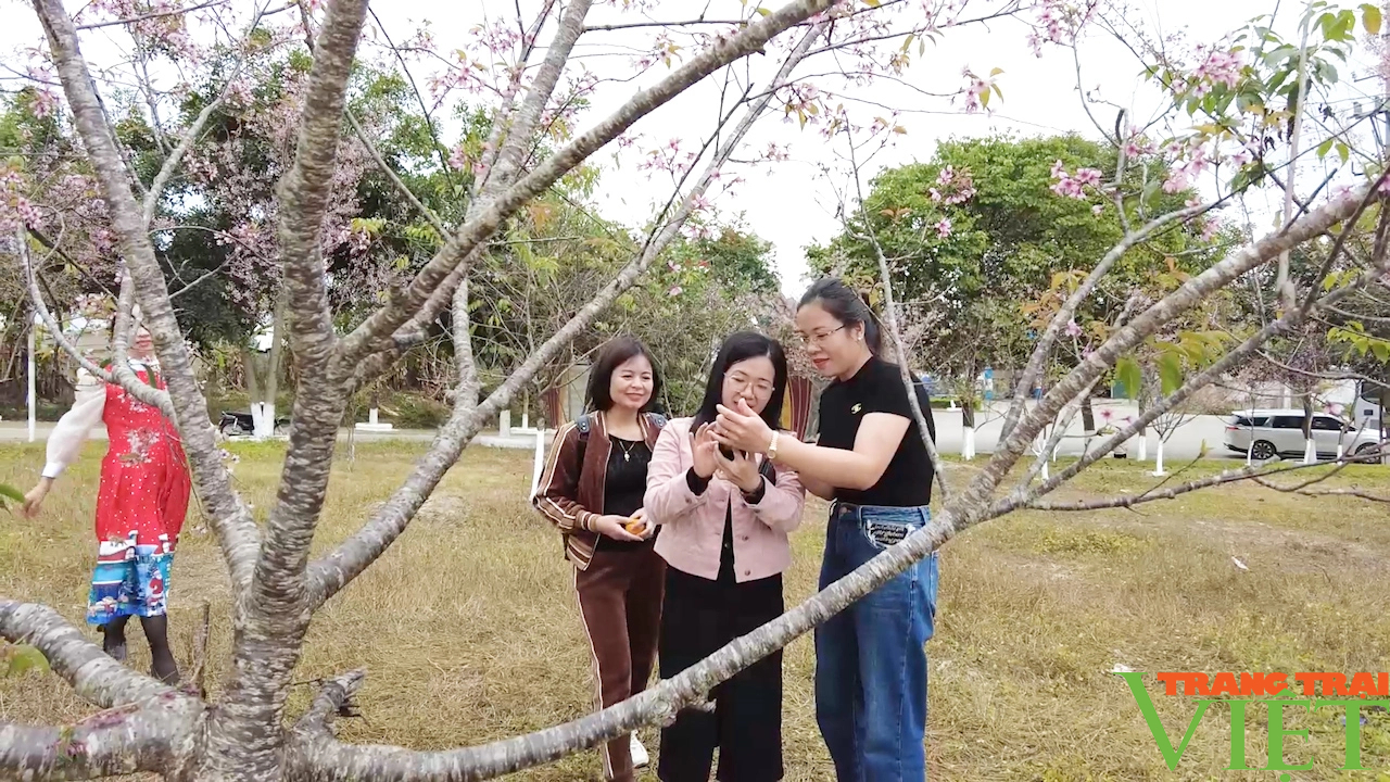 Ngắm hoa anh đào trên cao nguyên Mộc Châu ngày Tết- Ảnh 3.