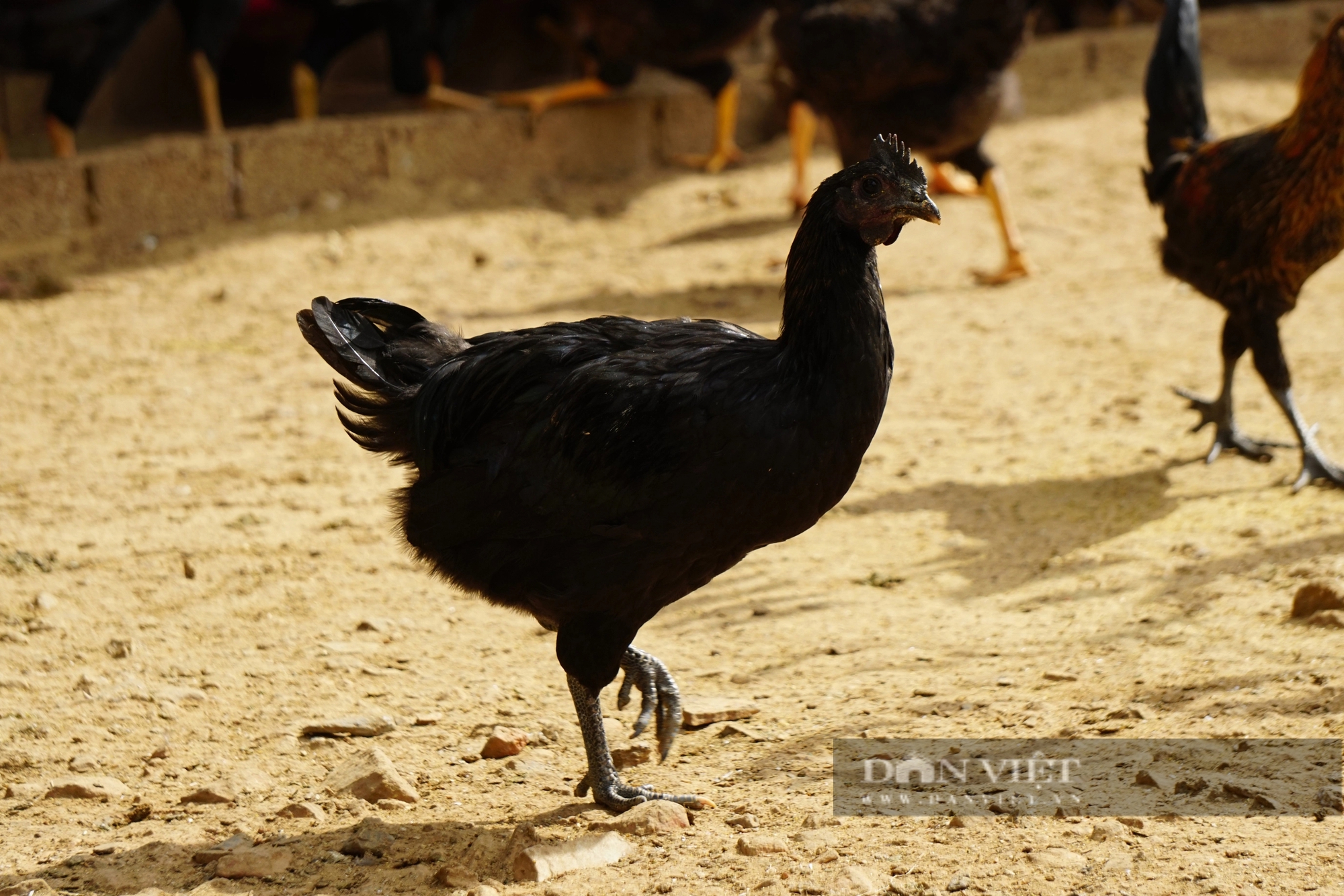 Nuôi giống gà xương đen, thịt đen, nấu món gì cũng thơm khắp bản, nông dân Yên Bái bán 160.000 đồng/kg- Ảnh 3.