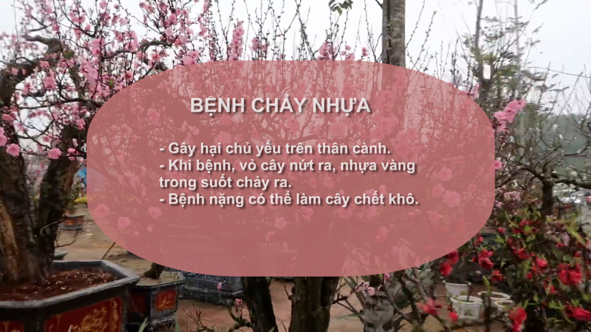 SỔ TAY NHÀ NÔNG: Một số bệnh thường gặp ở cây hoa đào và cách xử lý- Ảnh 1.