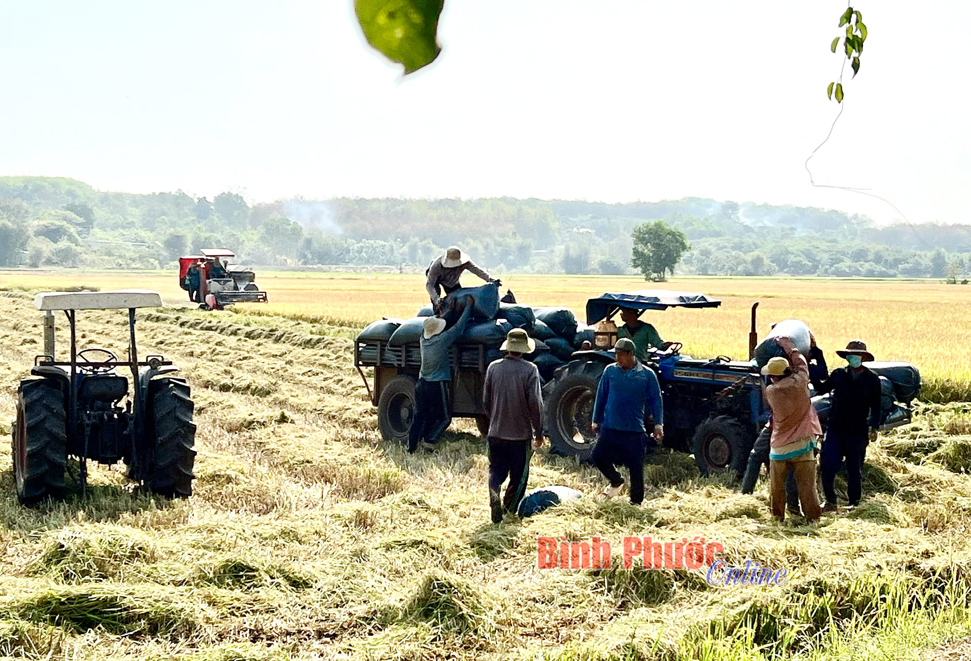 Một xã của tỉnh Bình Phước, nông dân thu được 2.000 tấn lúa đông xuân, thoải mái ăn Tết ấm- Ảnh 1.