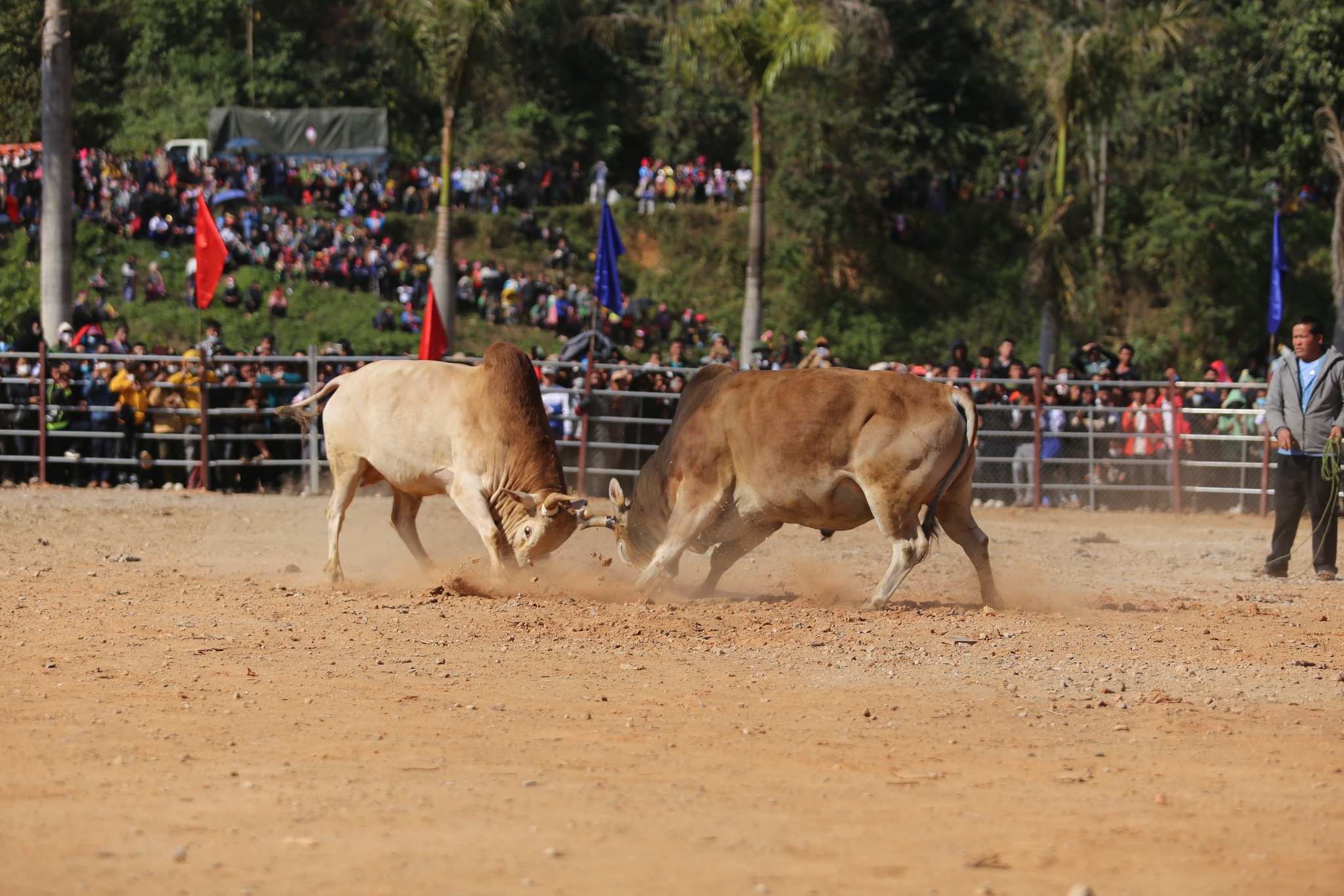 Điện Biên tổ chức Hội thi đấu bò truyền thống mừng Xuân Giáp Thìn 2024- Ảnh 1.