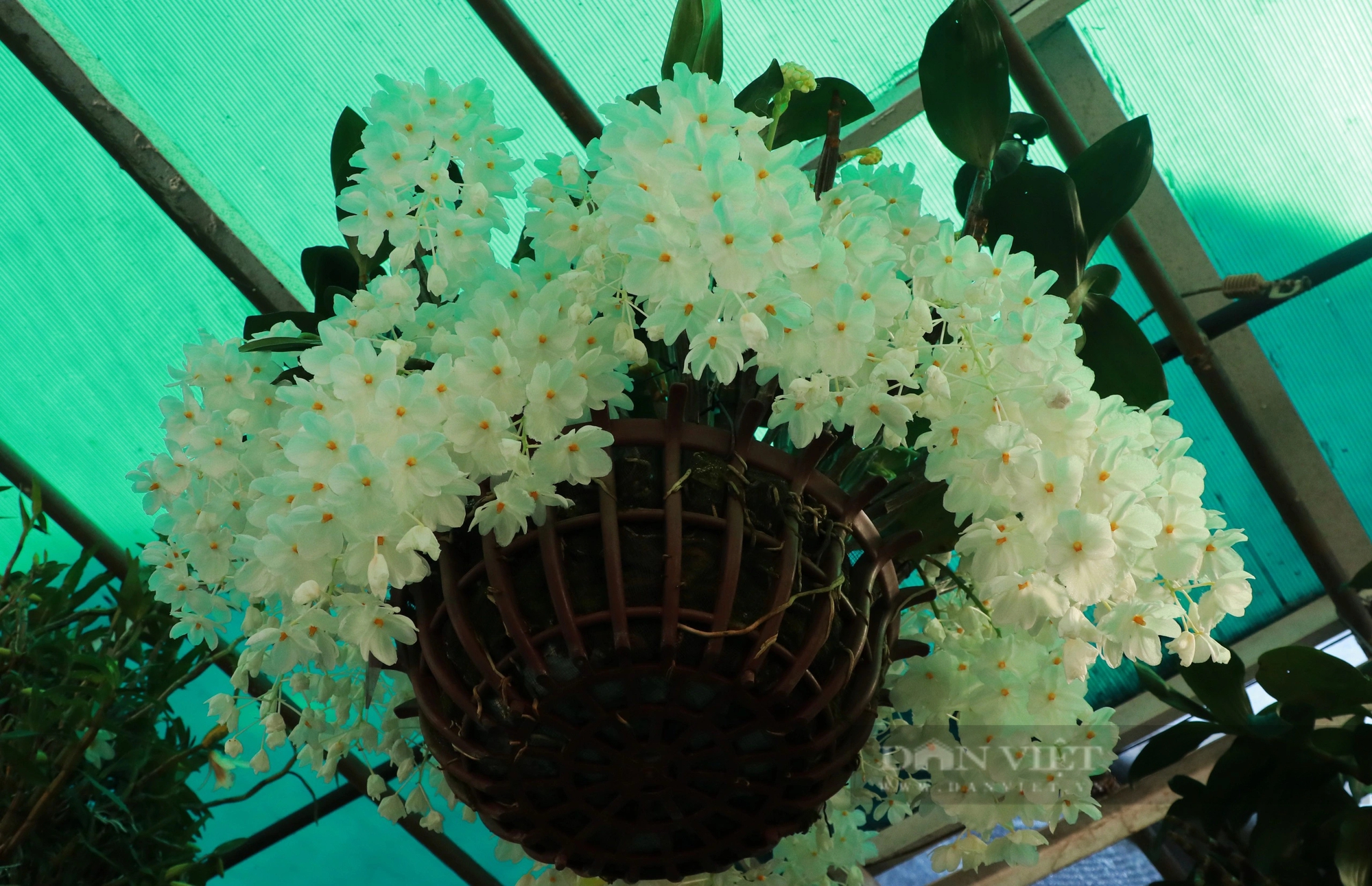 Ngắm thoải mái, chụp hình vô tư những chậu lan rừng tuôn hoa như suối tại Hội hoa xuân Đà Lạt- Ảnh 9.