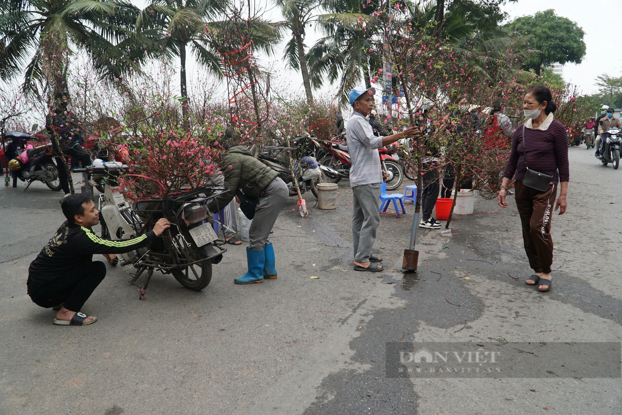 Hầu như tất cả các cành đào được bày bán tại đường Lạc Long Quân đều đã bung nở hoa. Ảnh: Trung Hiếu.